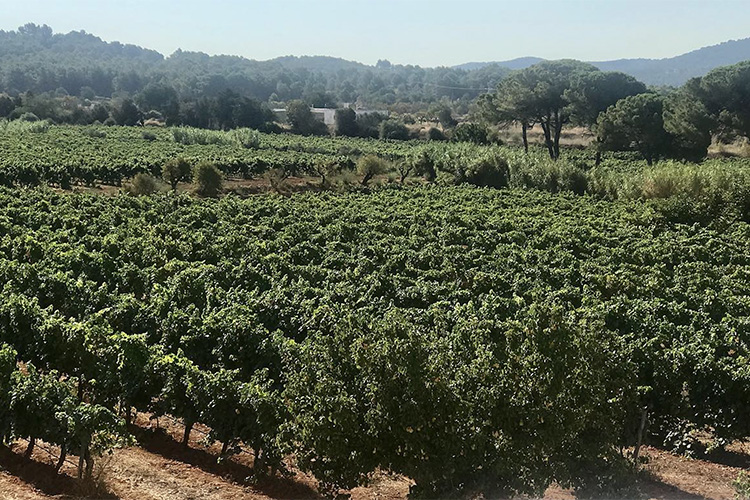 T ibiza vinos can rich