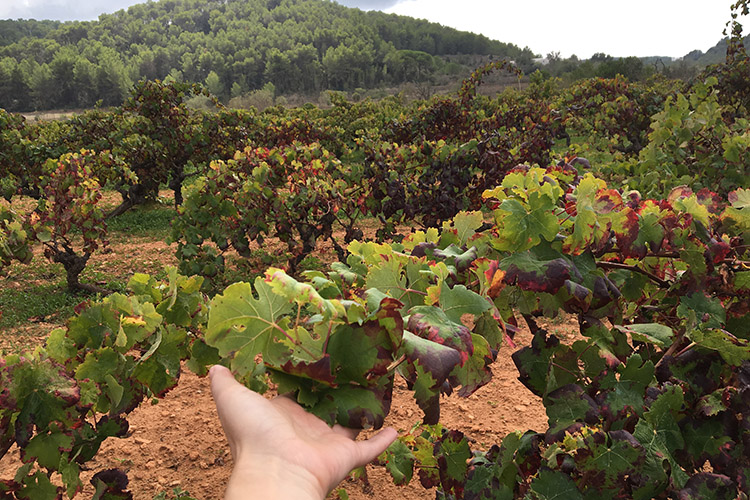 T ibiza vinos sant mateu