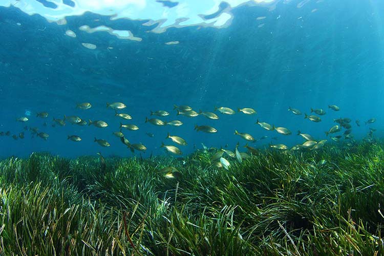 T posidonia sant josep