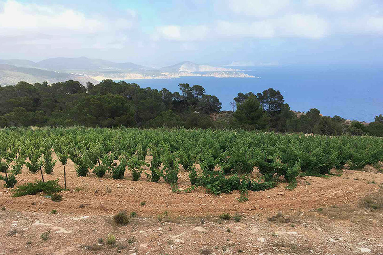 T vinos ibiza xumeu vinya