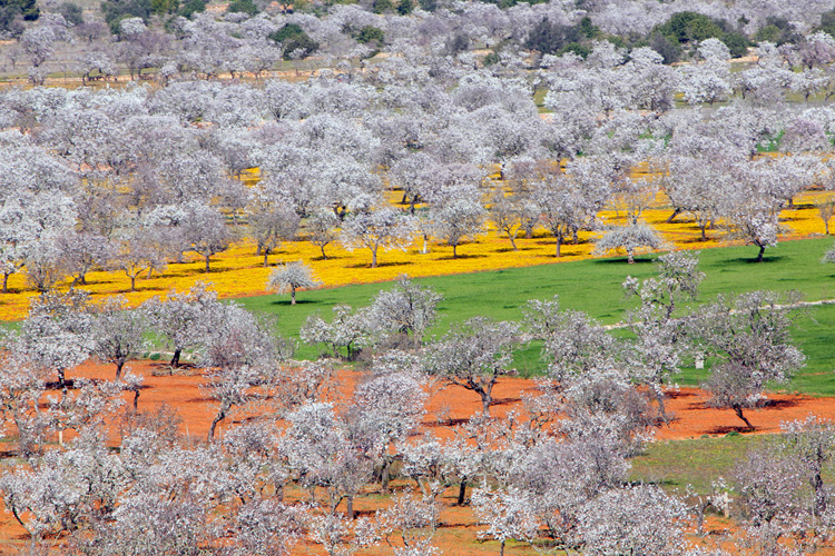 Ibiza en invierno: un día entre almendros - La Torre Ibiza