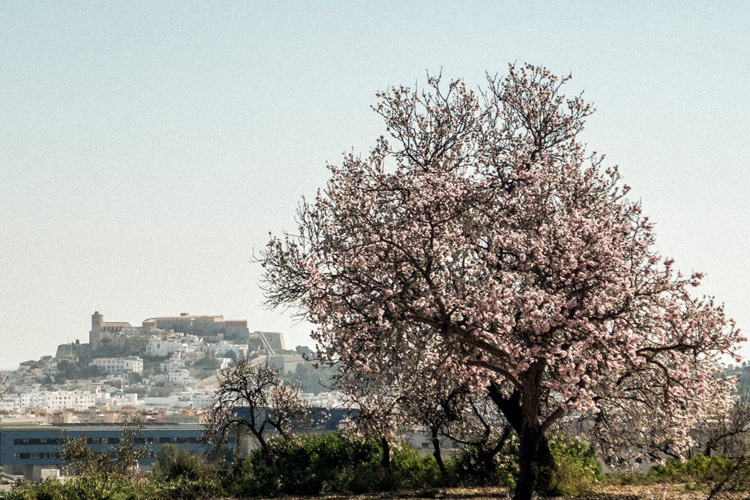 t almonds ibiza casa maca